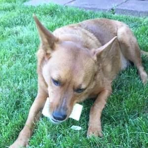 Meet your Posher, Dominic